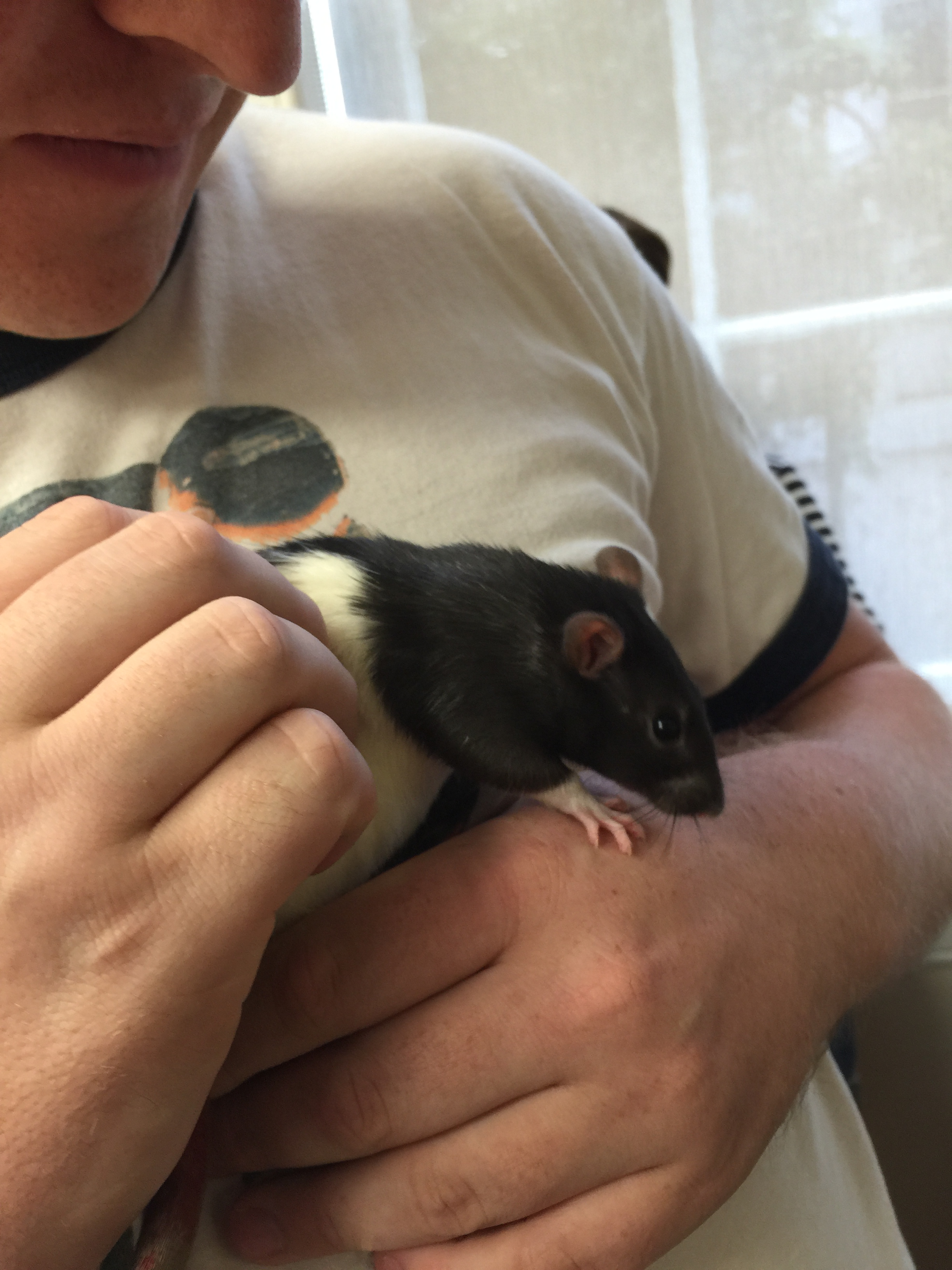 The Early History of the Lab Rat | Charles River