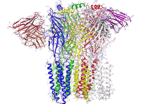 Image of the GABAA receptor (created from PDB entry 6D6U)