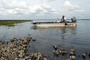 Horseshoe Crab harvest