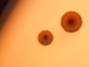 Agar plates inoculated with Mycoplasma orale