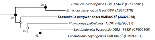 Neighbor-joining phylogenetic tree based on 16S rRNA gene sequences, showing the position of strain HME8275T (Taeseokella kangwonensis) and its nearest neighbors of the family Cytophagaceae