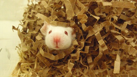 Mouse in nest (Image credit: Brianna Gaskill, Purdue University)