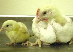 chickens-hatching