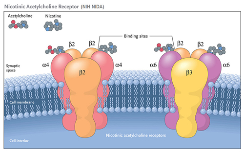 Figure 1 Figure 1