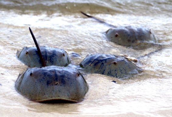 horseshoe crabs swimming in water