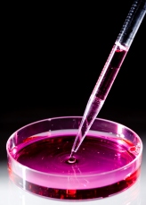 cancer research being done in a petri dish