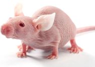 scientific research mouse