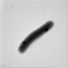 Transmission electron micrograph of a cell of strinHME8275T incubated in R2A broth at 25°C for 3 days. Bar, 0.5um.