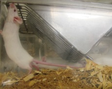 research mouse being fed in a cage