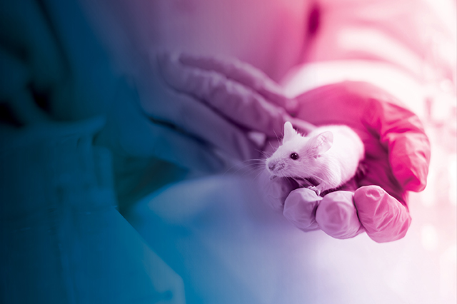 Photo of a scientist wearing gloves and holding a white mouse over laid with vital science colors.