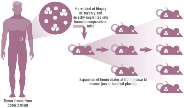 Patient-Derived Xenograft: PDX Models | Charles River Patient-Derived Xenograft: PDX Models | Charles River