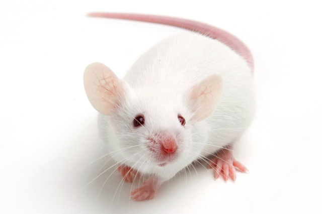 洋書 The Mouse in Biomedical Research 3 The Mouse in Biomedical Research | ScienceDirect