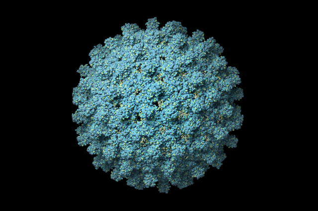 AAV virus in nonhuman primates as seen under magnification
