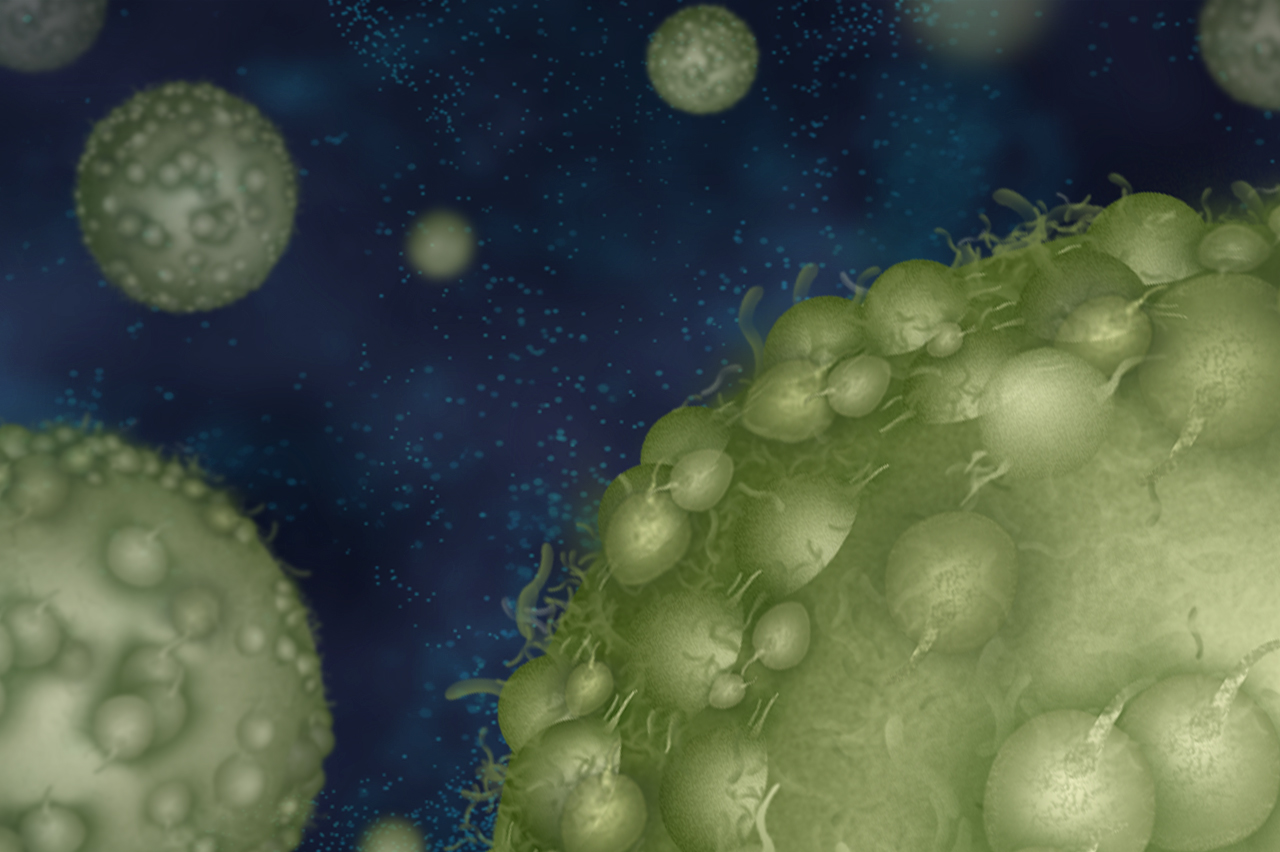 Tumor cells as part of tumor cell assays run by Charles River.