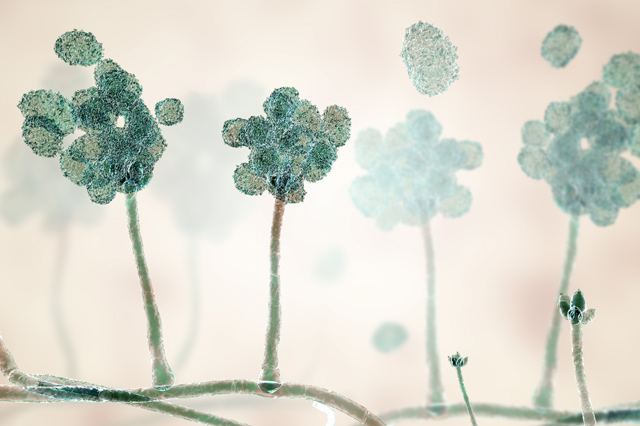 The Vital Science podcast episode 03 is a microscopic image of a mold spore.