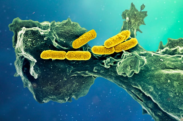 Antimicrobial effects of phagocytosis 