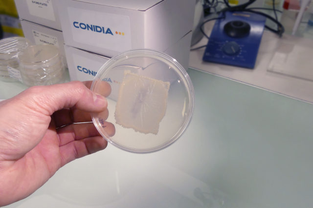 Microbial identification lab tech holding a Conidia agar plate for fungi