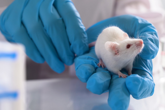 lab technician holding a white mouse in gloved hands