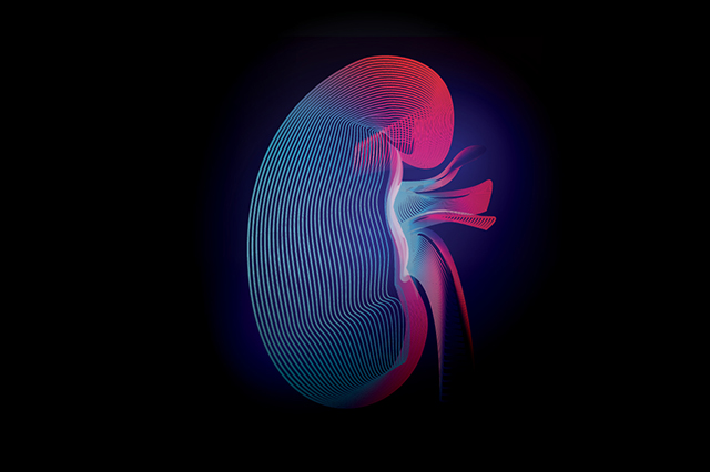 Abstract image of a kidney overlaid with Vital Science colors.