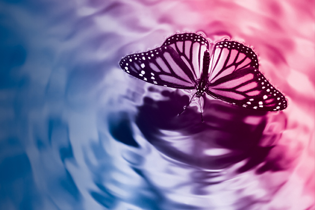Photo of a butterfly on water overlaid with vital science colors.