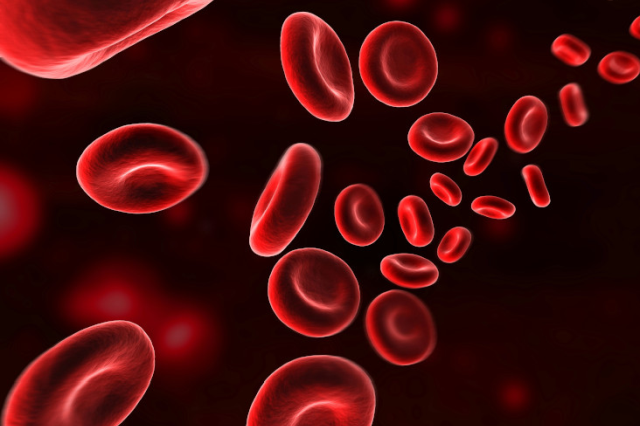 Vascular catheterizations can be done in rats, mice, and guinea pigs