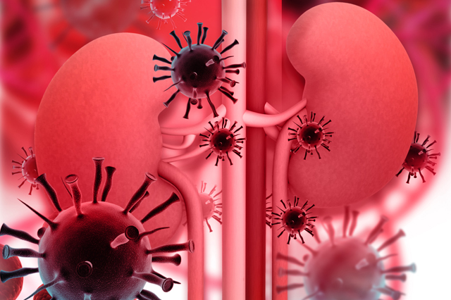 cellular structure attacking the kidney/renal system