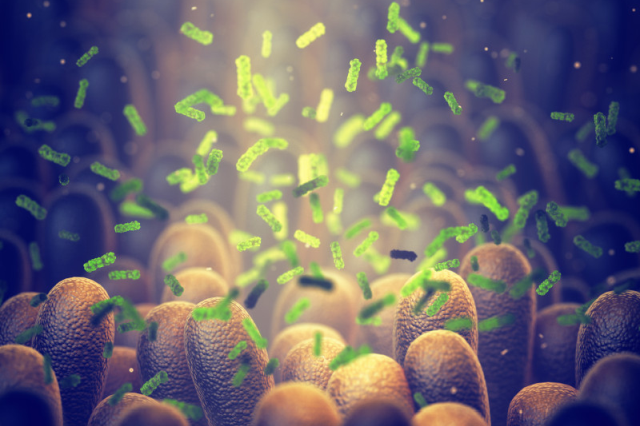 microbes found in animals' soiled bedding, as seen under a microscope