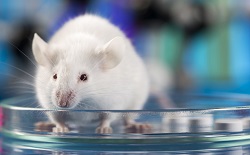 White mouse on a dish