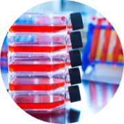 Human tumor cell lines derived from PDX Models, retain characteristics such as expression and mutation profiles, and are a valuable resource in cancer research.