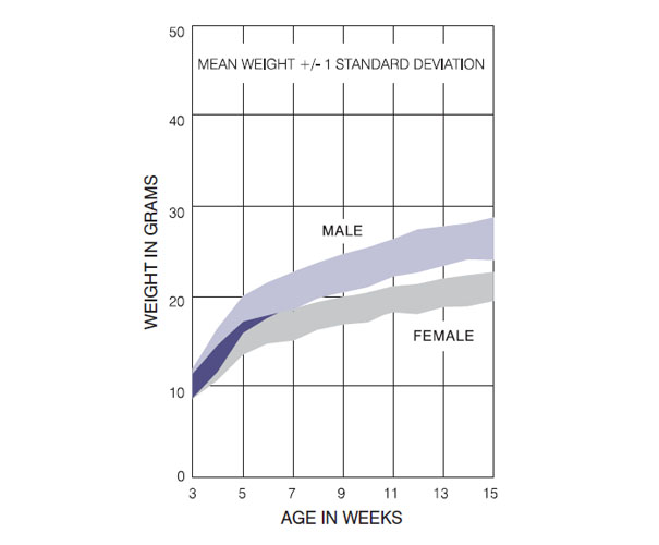 BALB/c Mouse Italy Growth Chart