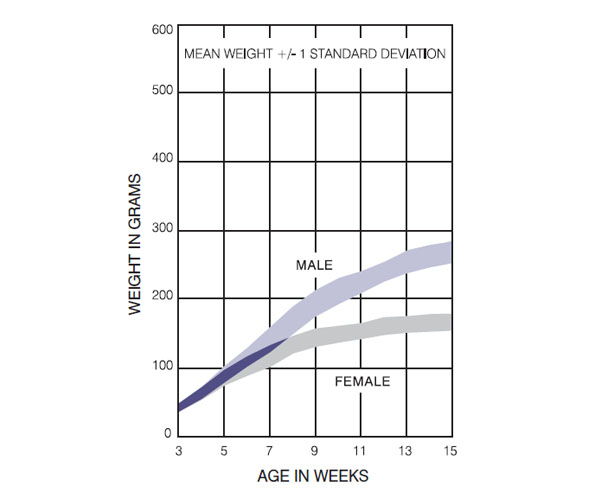 Brown Norway Rat Germany Growth Chart