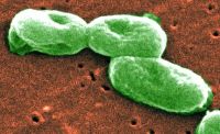 Burkholderia cepacia, ein Organismus, der mit unseren Dienstleistungen auf Artenebene identifiziert werden kann