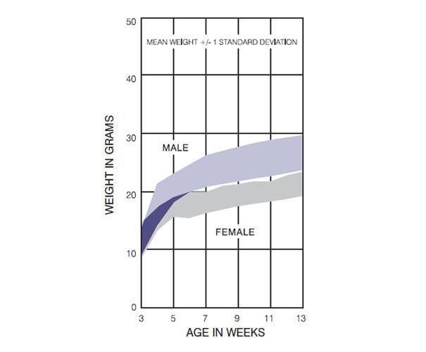 C57BL/6 Mouse Germany Growth Chart