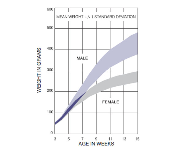 CD IGS Rat Germany Growth Chart