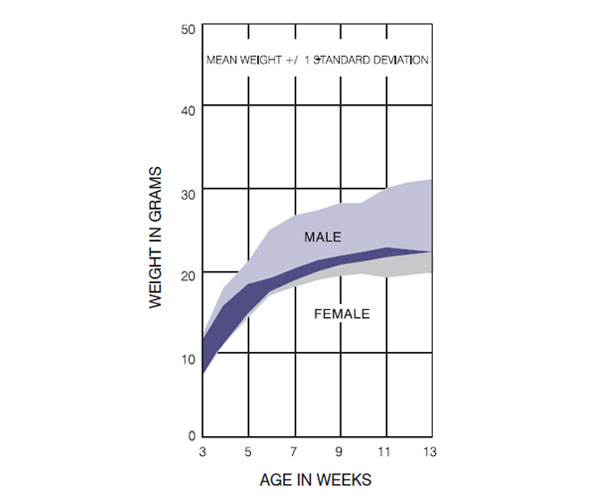 DBA/2 Mouse Germany Growth Chart