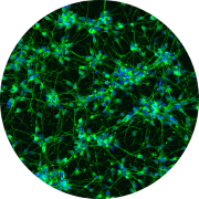 In vitro assay development using high content imaging for phenotypic screening in neuroscience research.