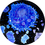 An activated T helper cell segregates the cytokines IL-4, IL-5, IL-6, IL-9, IL-10 and IL-13
