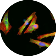 High Content Imaging using Multiplex Cell Painting. HeLa cells stained with six fluorescent dyes after exposure to Colchicine therapy.