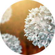 Closeup view of T-cell or B-cell
