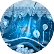 Schematic of skin inflammation to showcase Charles River’s skin inflammation models including contact dermatitis.