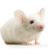 Charles River drug discovery uses large compound libraries and high throughput screening (HTS) technology for the identification of hit compounds and assay development.
