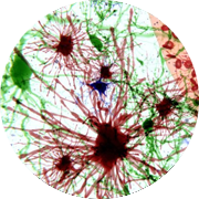 neuron