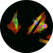 High Content Imaging using Multiplex Cell Painting. HeLa cells stained with six fluorescent dyes after exposure to Colchicine therapy.