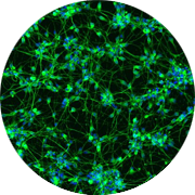 Image of stem cells such as functional engineered human cells iPS cells are used to develop custom cell-based assays for drug screening.