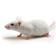 Binding of antisense oligonucleotide to RNA for use in Antisense oligonucleotide therapy.