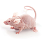 graphic image of antibody