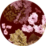 Binding of antisense oligonucleotide to RNA for use in Antisense oligonucleotide therapy.