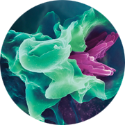 illustration of genetic engineering and gene manipulation used in CRISPR Cas 9 technology