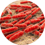 Bacteria Lactobacillus, gram-positive rod-shaped lactic acid bacteria. Our microbiome research and diagnostic services are used to ensure germ free animal health status which are part of the human microbiome
