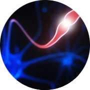 Neurons